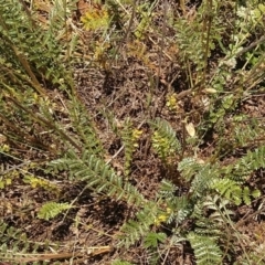 Acaena (genus) at Symonston, ACT - 30 Nov 2021