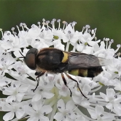 Odontomyia hunteri (Soldier fly) at Namadgi National Park - 10 Jan 2022 by JohnBundock