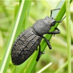 Amycterus abnormis (Ground weevil) at Namadgi National Park - 10 Jan 2022 by JohnBundock