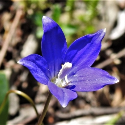 Wahlenbergia gloriosa (Royal Bluebell) at Namadgi National Park - 10 Jan 2022 by JohnBundock