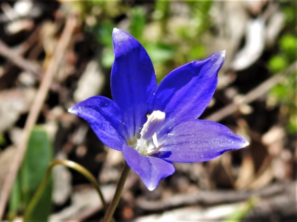 Wahlenbergia gloriosa at Tennent, ACT - 10 Jan 2022