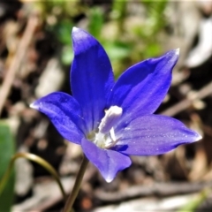 Wahlenbergia gloriosa (Royal Bluebell) at Tennent, ACT - 10 Jan 2022 by JohnBundock