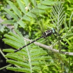 Eusynthemis guttata (Southern Tigertail) at Tennent, ACT - 10 Jan 2022 by JohnBundock