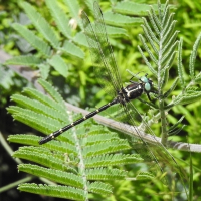 Eusynthemis guttata (Southern Tigertail) at Namadgi National Park - 10 Jan 2022 by JohnBundock