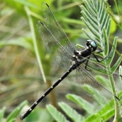 Eusynthemis guttata at Tennent, ACT - 10 Jan 2022