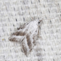 Nola paromoea (Divided Tuft-moth) at O'Connor, ACT - 11 Jan 2022 by ibaird