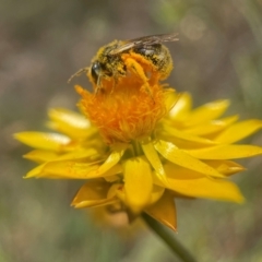 Lasioglossum (Chilalictus) lanarium (Halictid bee) at Yarralumla, ACT - 12 Jan 2022 by PeterA