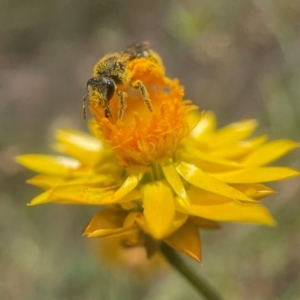 Lasioglossum (Chilalictus) lanarium at Yarralumla, ACT - 12 Jan 2022 12:49 PM