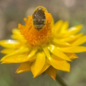 Lasioglossum (Chilalictus) lanarium at Yarralumla, ACT - 12 Jan 2022 12:49 PM