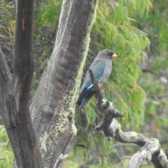 Eurystomus orientalis (Dollarbird) at Berrima, NSW - 12 Jan 2022 by GlossyGal