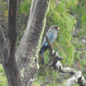 Eurystomus orientalis at Berrima, NSW - 12 Jan 2022