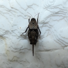 Paratettix australis (A pygmy grasshopper) at McKellar, ACT - 11 Jan 2022 by Birdy
