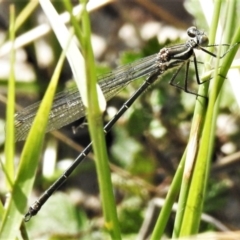 Austroargiolestes icteromelas (Common Flatwing) at Namadgi National Park - 10 Jan 2022 by JohnBundock