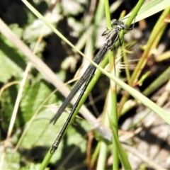 Austroargiolestes icteromelas at Rendezvous Creek, ACT - 10 Jan 2022 11:30 AM