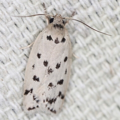 Ericibdela delotis (A Concealer moth (Wingia group)) at O'Connor, ACT - 11 Jan 2022 by ibaird