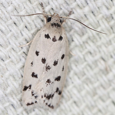 Ericibdela delotis (A Concealer moth) at O'Connor, ACT - 11 Jan 2022 by ibaird