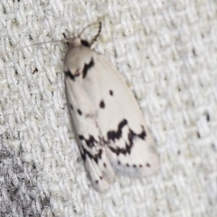 Compsotropha selenias (A Concealer moth (Wingia group)) at O'Connor, ACT - 11 Jan 2022 by ibaird