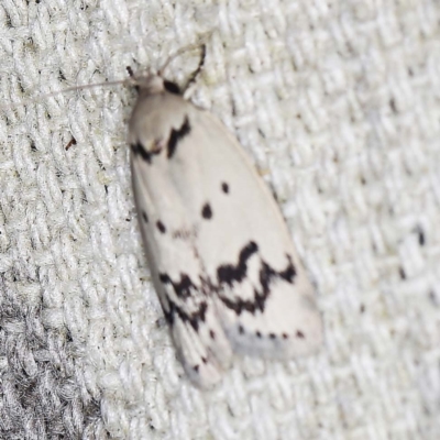 Compsotropha selenias (A Concealer moth (Wingia group)) at O'Connor, ACT - 11 Jan 2022 by ibaird