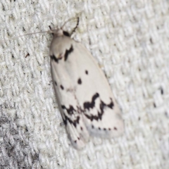 Compsotropha selenias (A Concealer moth) at O'Connor, ACT - 11 Jan 2022 by ibaird