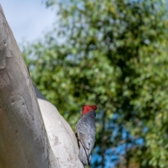 Callocephalon fimbriatum (Gang-gang Cockatoo) at Penrose, NSW - 3 Jan 2022 by Aussiegall