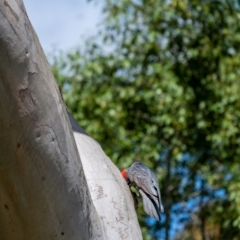 Callocephalon fimbriatum at Penrose, NSW - suppressed