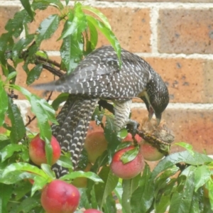 Eudynamys orientalis at Braemar, NSW - 7 Jan 2022 06:18 AM