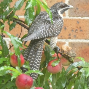 Eudynamys orientalis at Braemar, NSW - 7 Jan 2022 06:18 AM