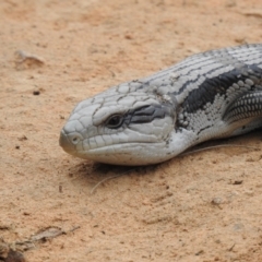 Tiliqua scincoides scincoides (Eastern Blue-tongue) at Wingello - 11 Jan 2022 by GlossyGal