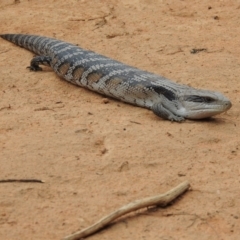 Tiliqua scincoides scincoides at Wingello, NSW - 11 Jan 2022