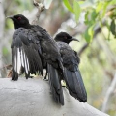 Corcorax melanorhamphos (White-winged Chough) at Wingello - 11 Jan 2022 by GlossyGal