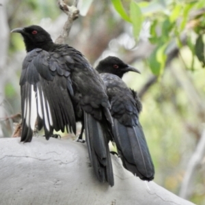 Corcorax melanorhamphos at Wingello, NSW - 11 Jan 2022