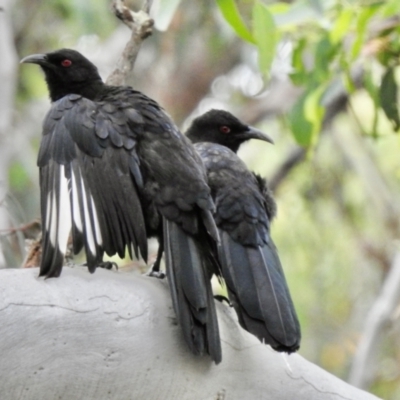 Corcorax melanorhamphos (White-winged Chough) at Wingecarribee Local Government Area - 11 Jan 2022 by GlossyGal