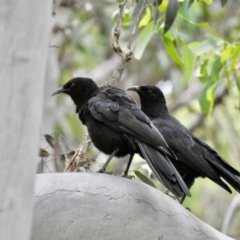 Corcorax melanorhamphos at Wingello, NSW - 11 Jan 2022