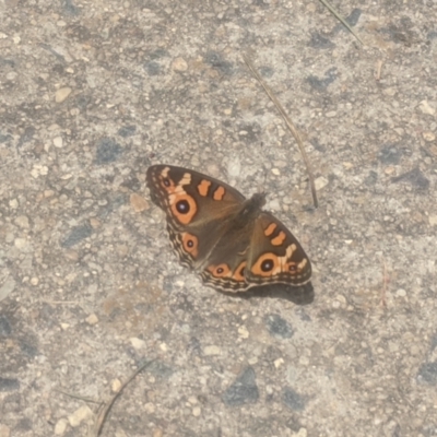 Junonia villida (Meadow Argus) at Amaroo, ACT - 12 Jan 2022 by chriselidie