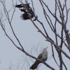 Scythrops novaehollandiae (Channel-billed Cuckoo) at Braemar, NSW - 10 Jan 2022 by Curiosity