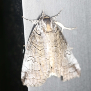 Prorocopis euxantha at O'Connor, ACT - 11 Jan 2022