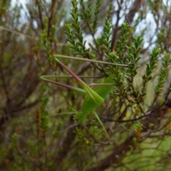 Polichne parvicauda (Short-tailed Polichne) at QPRC LGA - 11 Jan 2022 by Paul4K