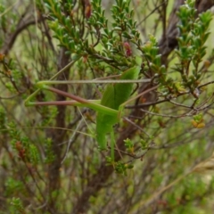 Polichne parvicauda at Boro, NSW - suppressed