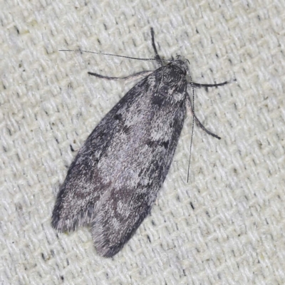 Ericrypsina chorodoxa (A Chezela group moth) at O'Connor, ACT - 11 Jan 2022 by ibaird