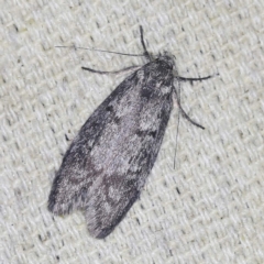 Ericrypsina chorodoxa (A Chezela group moth) at O'Connor, ACT - 11 Jan 2022 by ibaird