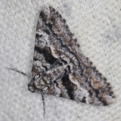 Gastrinodes argoplaca (Cryptic Bark Moth) at O'Connor, ACT - 11 Jan 2022 by ibaird