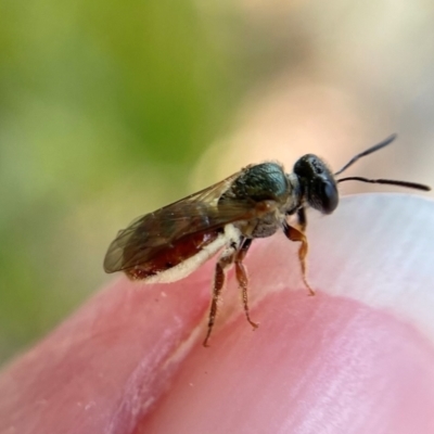 Lasioglossum (Homalictus) punctatus (A halictid bee) at Acton, ACT - 12 Jan 2022 by cherylhodges