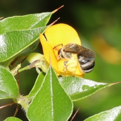 Lasioglossum (Chilalictus) sp. (genus & subgenus) (Halictid bee) at Acton, ACT - 12 Jan 2022 by cherylhodges