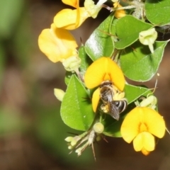 Lasioglossum (Chilalictus) sp. (genus & subgenus) at Acton, ACT - 12 Jan 2022 10:49 AM