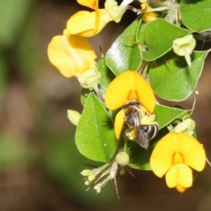 Lasioglossum (Chilalictus) sp. (genus & subgenus) at Acton, ACT - 12 Jan 2022 10:49 AM