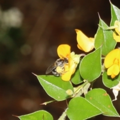 Lasioglossum (Chilalictus) sp. (genus & subgenus) at Acton, ACT - 12 Jan 2022 10:49 AM