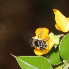 Lasioglossum (Chilalictus) sp. (genus & subgenus) at Acton, ACT - 12 Jan 2022 10:49 AM