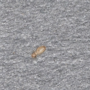 Psocodea 'Psocoptera' sp. (order) at Higgins, ACT - 12 Jan 2022 09:48 AM