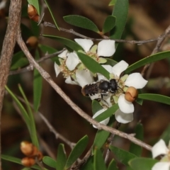 Megachile sp. (several subgenera) (Resin Bees) at Acton, ACT - 12 Jan 2022 by cherylhodges