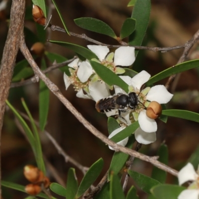 Megachile sp. (several subgenera) (Resin Bees) at ANBG - 12 Jan 2022 by cherylhodges